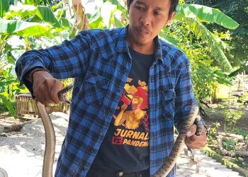 Musim Hujan Telah Tiba, Waspada Ular Masuk Rumah