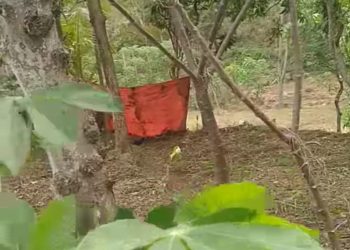 Petani di Ponorogo Tewas Tertimpa Pohon 20 Meter