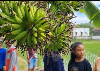 Fenomena Langka di Ponorogo, Pohon Pisang Ulin Hasilkan Enam Tandan Buah